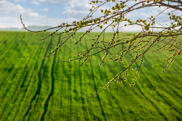 Rami di salice fioritura primaverile su uno sfondo di grano invernale su un campo verde di colture invernali, sfondo umore primaverile