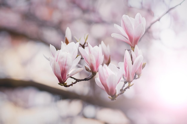 春の開花モクレンの木の開花枝光のぼかしと照明のある開口部春