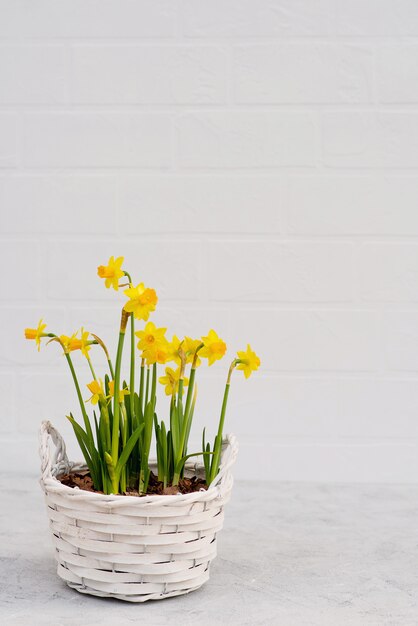 Spring flowerpot of daffodils in a wooden basket in a country style for spring