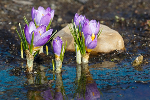 Photo spring flowers after melting snow. blooming crocus buds are reflected in the water during springtime warming.