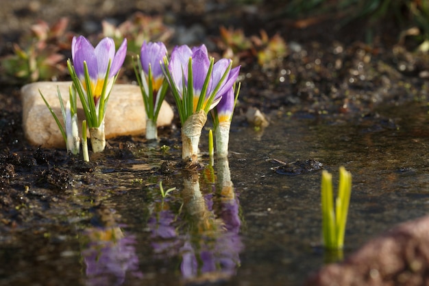 Spring flowers after melting snow