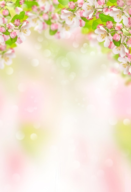 Spring flowers Apple tree blossoms on blurred nature background