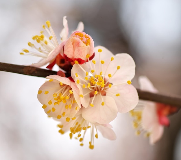 Spring flowers of apricot tree