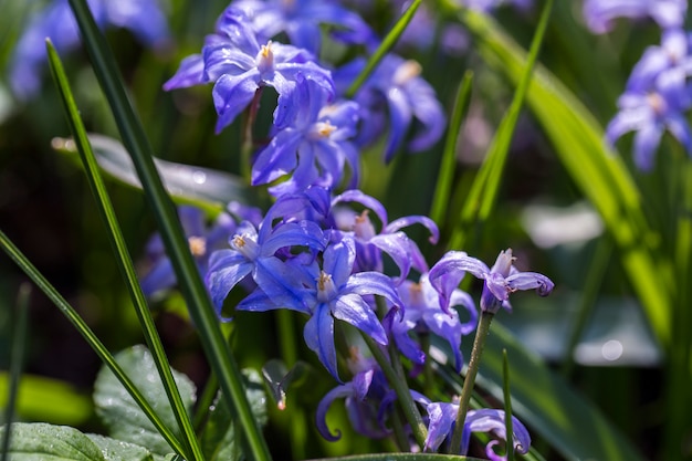 spring flowers are blooming in the park 