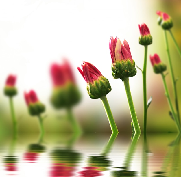 春の花の背景に反射