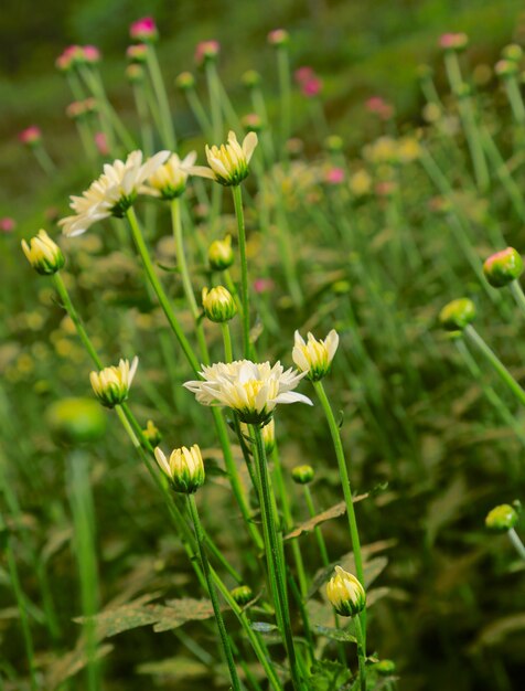 spring flowers background