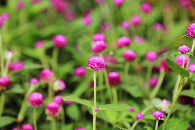 春の花の背景