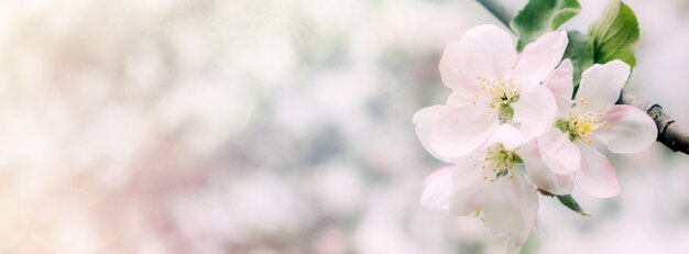 Spring flowers banner spring renewal nature in spring flowers blooming new life pink flower sakura