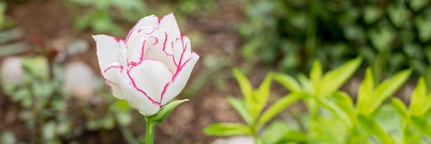 Spring flowers Beautiful flower tulips on blurred green background Flowering background of bloom tulips in spring in garden Beautiful postcard bannercopy space