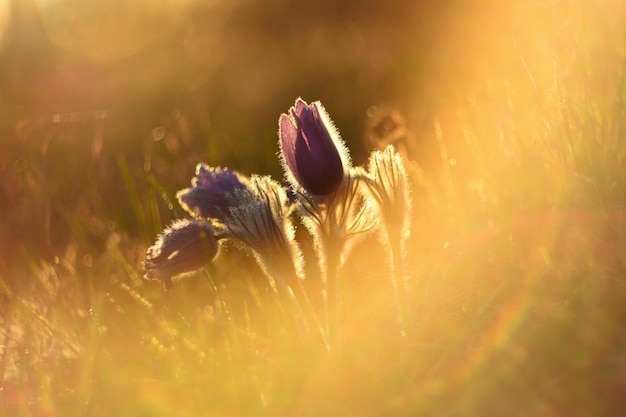 봄 꽃 아름답게 꽃이 만발한 할미꽃과 태양 Pulsatilla grandis