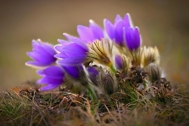 봄 꽃 아름답게 꽃이 만발한 파스크 꽃과 자연색 배경의 태양 Pulsatilla grandis Old Russian Helios 수동 렌즈