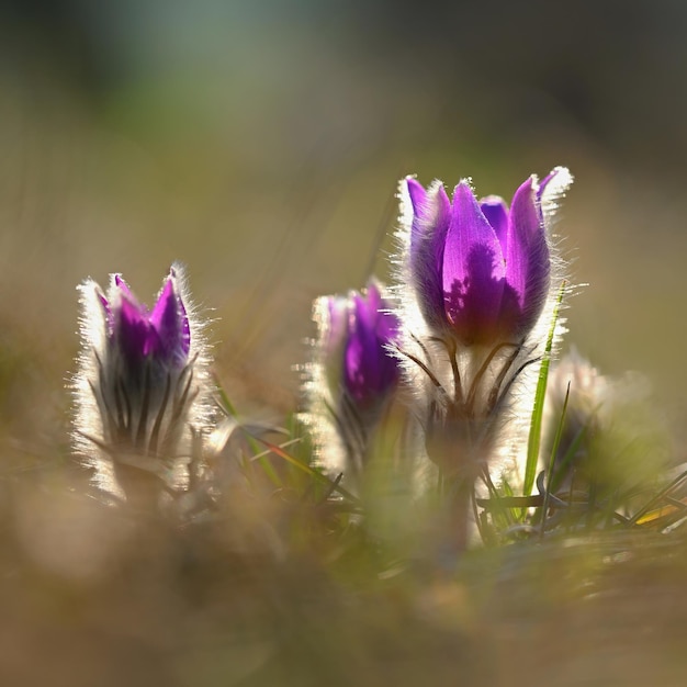 Spring flowers Beautifully blossoming pasque flower and sun with a natural colored background Pulsatilla grandis