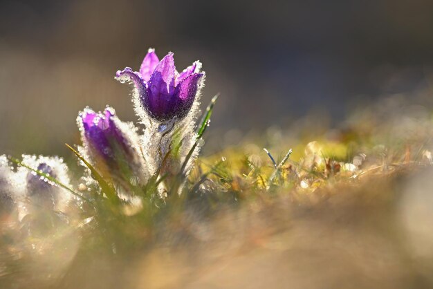 봄 꽃 아름답게 만발한 파스크 꽃과 자연색 배경의 태양 Pulsatilla grandis