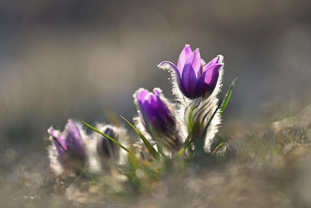 Spring flowers Beautifully blossoming pasque flower and sun with a natural colored background Pulsatilla grandis