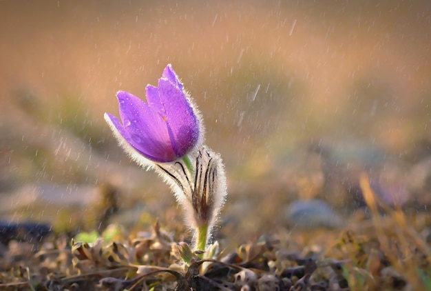 Spring flowers Beautifully blossoming pasque flower and sun with a natural colored background