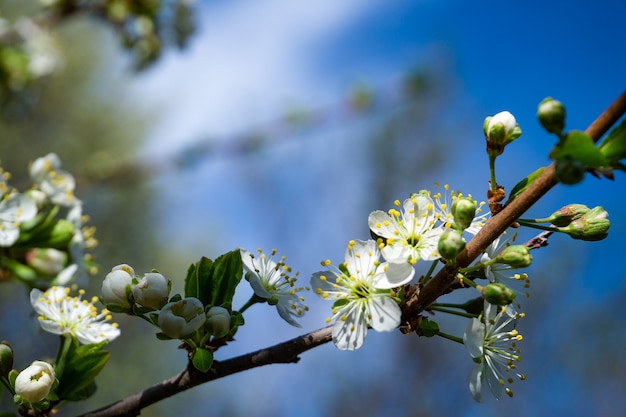 Photo spring flowers. beautifully blossoming tree branch.