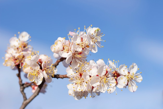 I fiori di primavera sbocciano sull'albero di albicocca da frutto