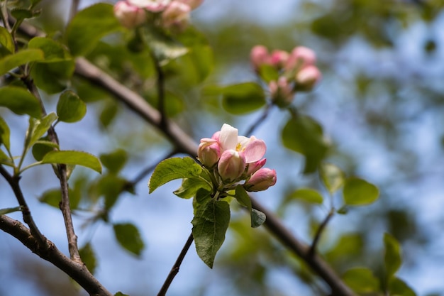 Spring flowers Blooming apple tree in spring Natural flower background