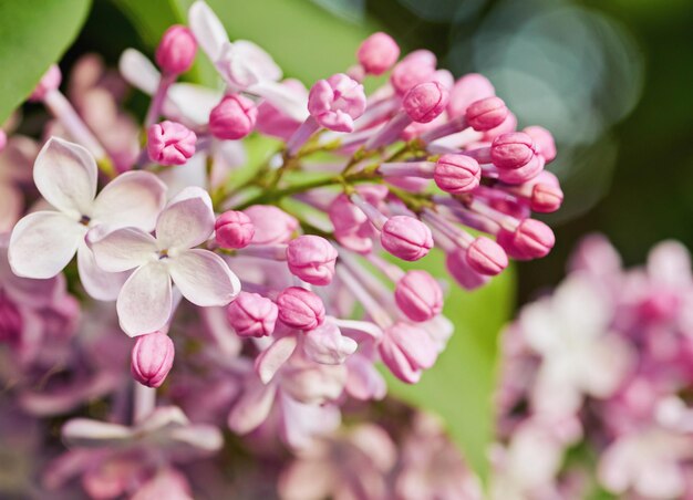 ライラックの花が咲く春の花