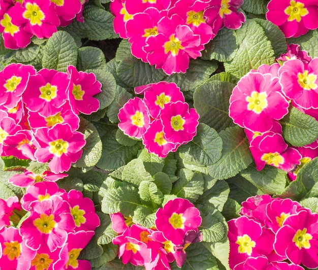 봄 꽃 정원에서 핑크 앵초 또는 프리뮬라 꽃 피는