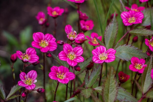 Spring flowers Blooming pink saxifrage Natural flower background