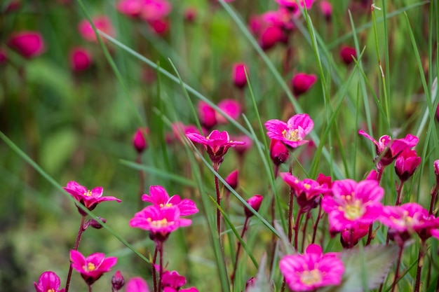 Fiori di primavera sassifraga rosa in fiore sfondo di fiori naturali