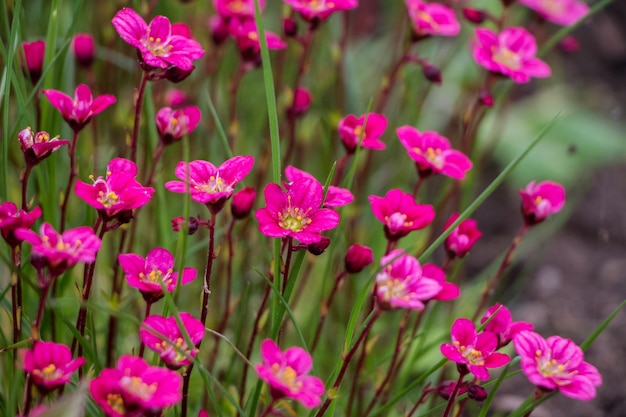 Spring flowers Blooming pink saxifrage Natural flower background