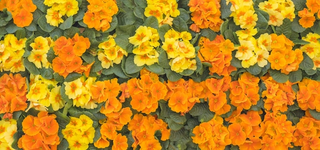 Spring flowers Blooming primrose or primrose flowers in the garden Background of colorful flowers