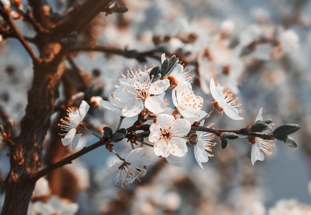 Spring flowers blossom in sunny day