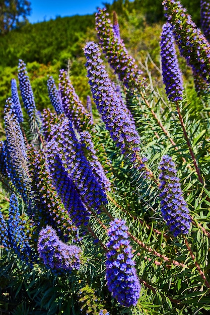 Spring flowers blossoming with blue and purple