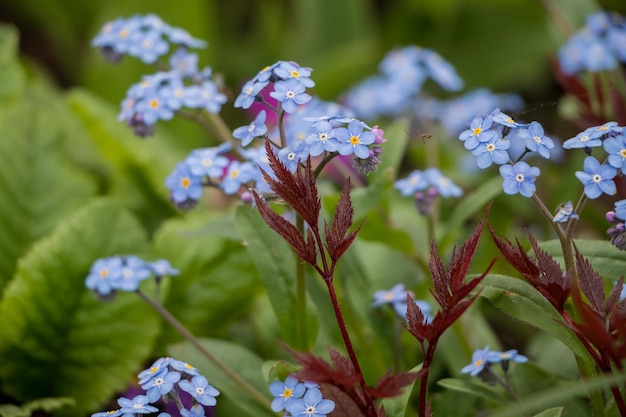 春の花青いワスレナグサの花クローズ アップ自然の花の背景