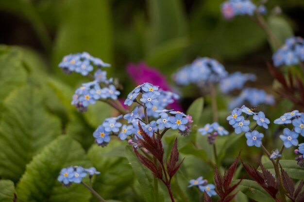 春の花青いワスレナグサの花クローズ アップ自然の花の背景