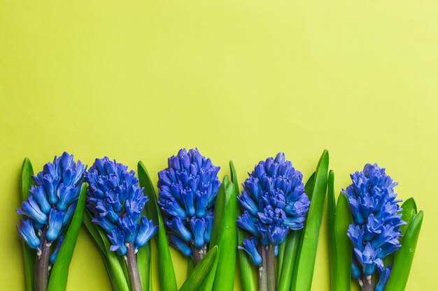 La primavera fiorisce il giacinto blu su fondo giallo