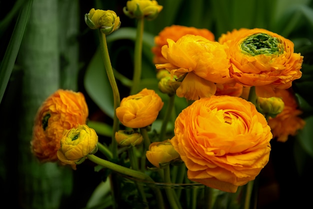 春の花。オレンジ色のラナンキュラスの花束