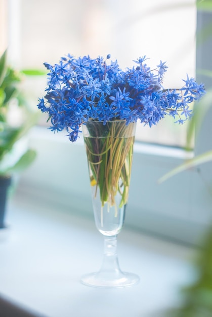 Spring flowers bouquet in wineglass on the windowsill Scilla siberica or blue snowdrops in a glass vase Selective focus