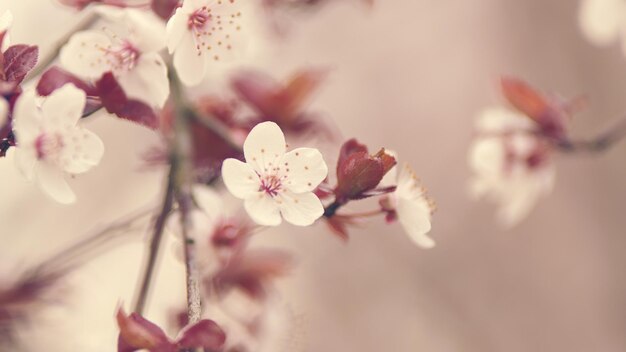 紫色の葉と白い花の枝の梅の木の春の花