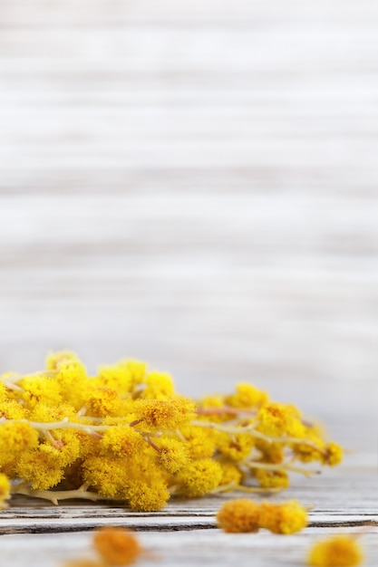 Photo spring flowers. branch of yellow mimosa on blurred wooden surface.