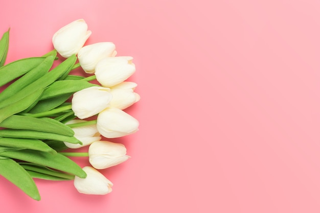 Spring flowers bunch of white tulips on the pink