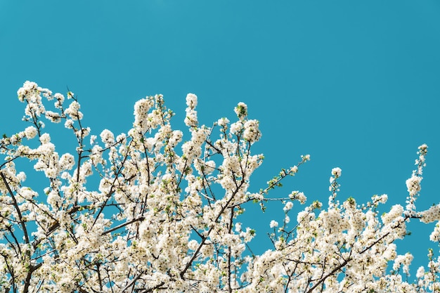 Spring flowers, cherry blossoms on the tree branches.