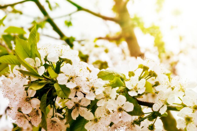 Spring flowers of the cherry tree spring backgrounds