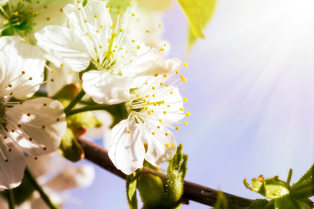 Spring flowers of the cherry tree spring backgrounds