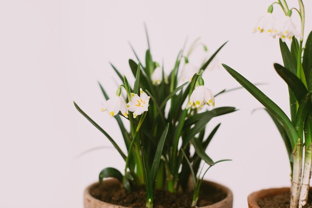 Photo spring flowers in clay pots closeup in rustic room hello spring gardening and botany