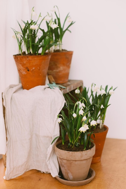 spring flowers in clay pots on rustic wood with gardening tools in rural room hello spring