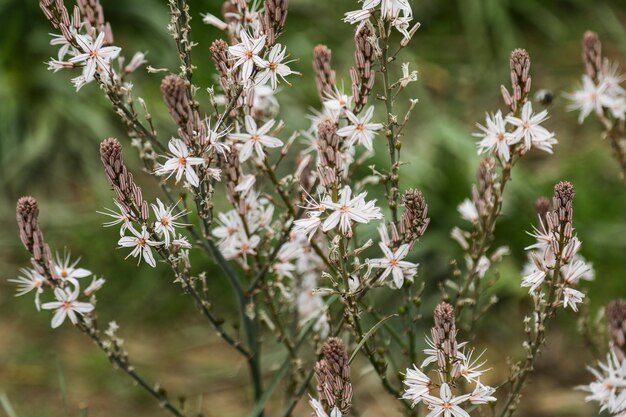 春の花は自然の中でクローズアップ