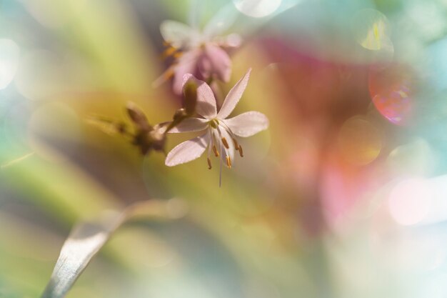 Spring flowers, close up shot