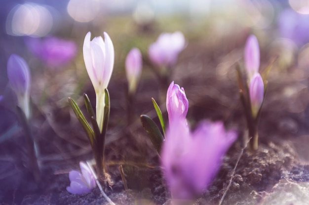 Spring flowers, close up shot