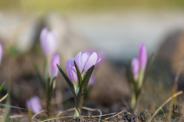 Spring flowers, close up shot