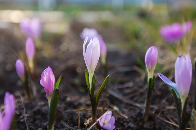 春の花、クローズアップショット