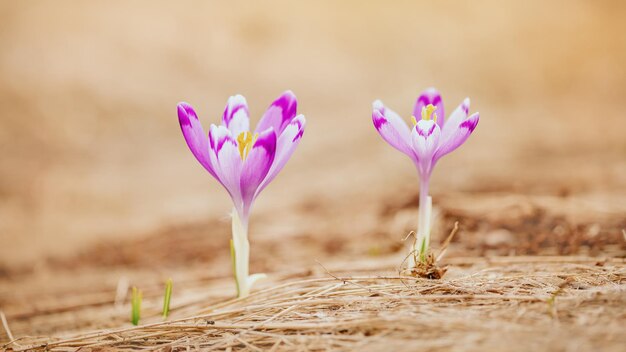 写真 春の花クロッカス。クローズ アップ。春の背景。ウクライナ