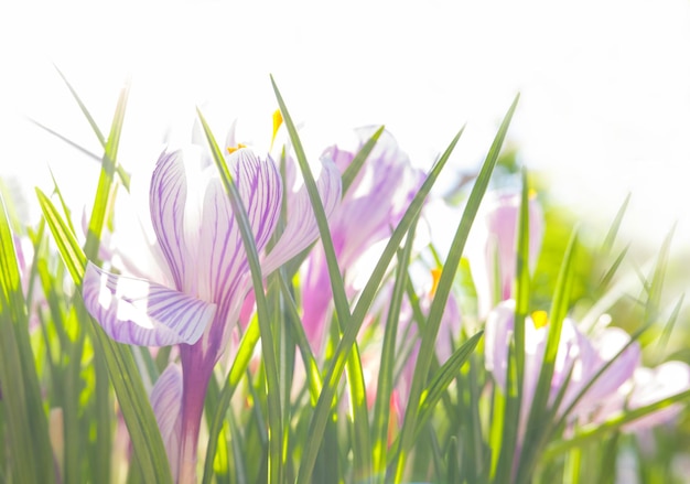 Фото Весенние цветы крокусы в лучах солнца на белом фоне